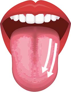 4.舌の反対側を舌ブラシでなで下ろす。